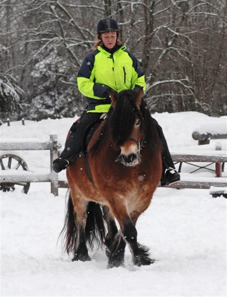Nordsvensk Skovhest Lukas - I vintres i Sverige. Der var halvanden meter sne.... billede 10