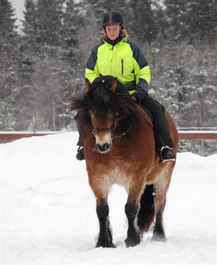 Nordsvensk Skovhest Lukas billede 12