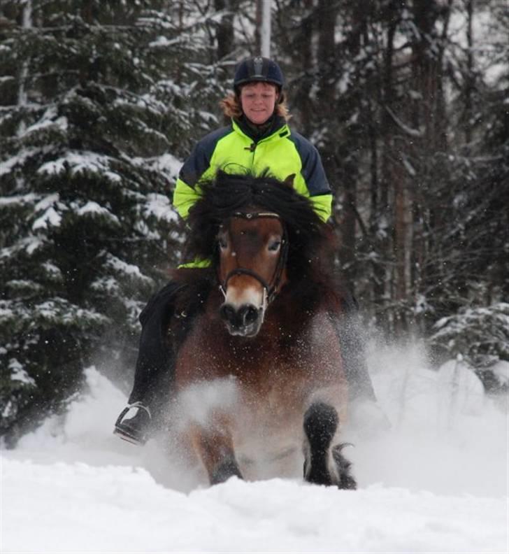 Nordsvensk Skovhest Lukas billede 14