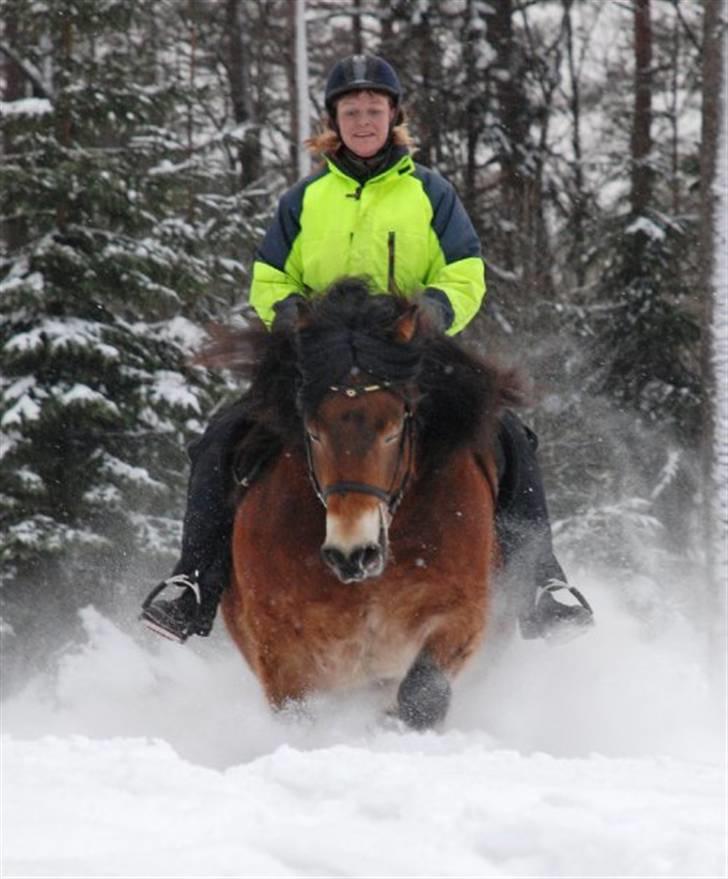 Nordsvensk Skovhest Lukas billede 15