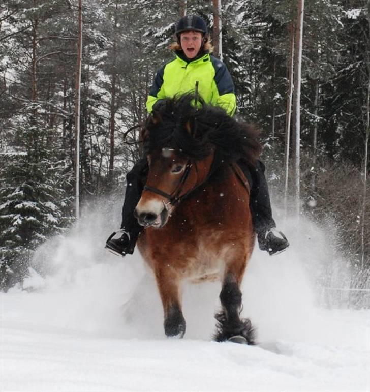 Nordsvensk Skovhest Lukas - hun var lige ved at ride ind i fotografen. Derfor ansigtsudtrykket :D billede 16
