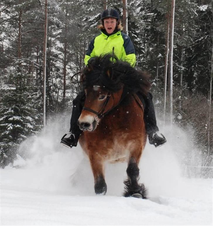 Nordsvensk Skovhest Lukas - hun var lige ved at ride ind i fotografen. Derfor ansigtsudtrykket :D billede 16
