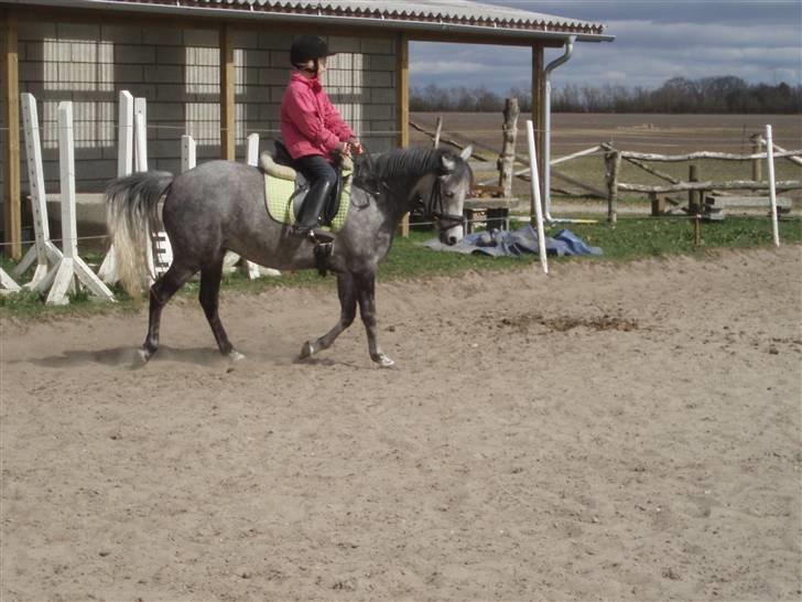 Anden særlig race Gnist <3 billede 3