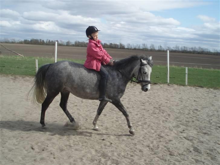 Anden særlig race Gnist <3 billede 10