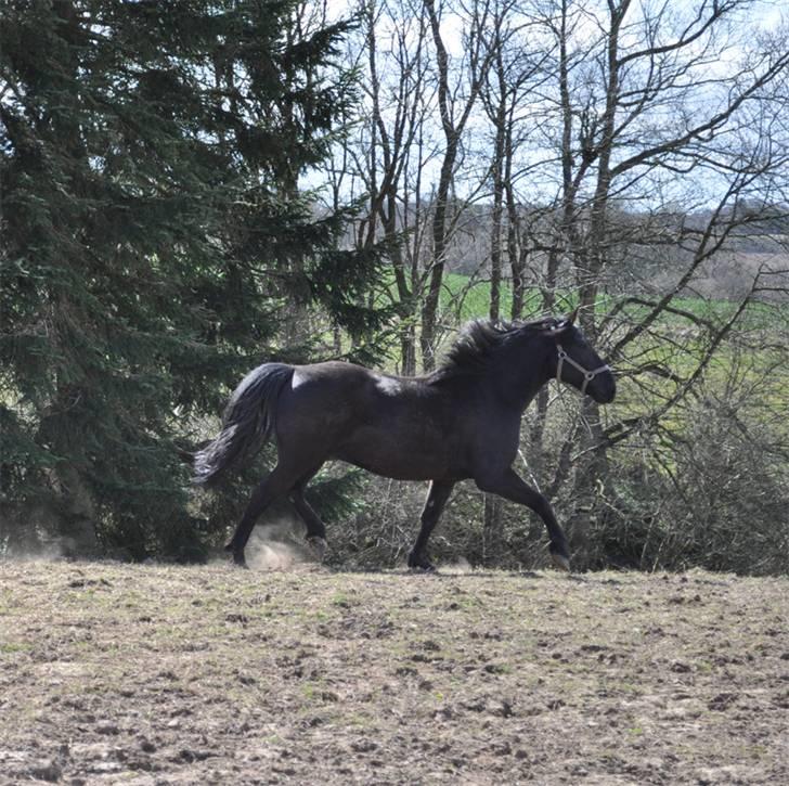 Anden særlig race Eskelys Monty  billede 13