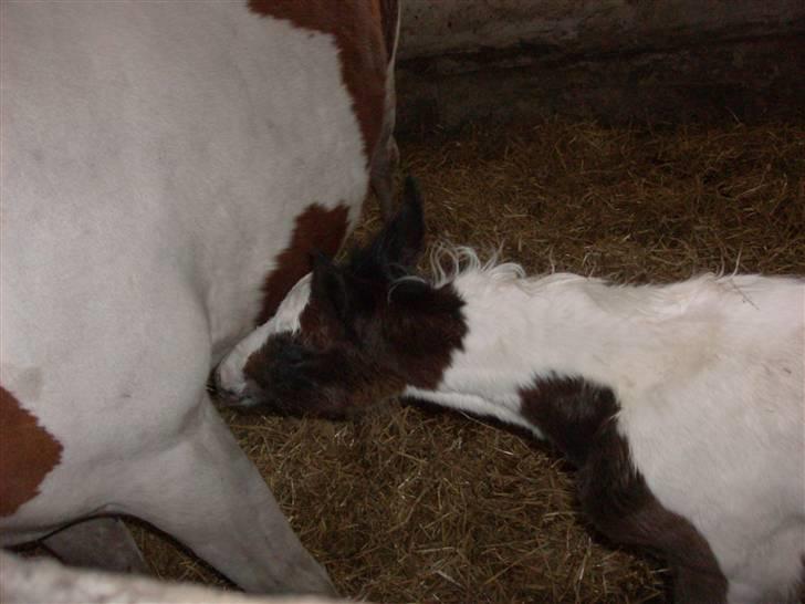 Pinto Triple Chocolate Nymark,,solgt. billede 1