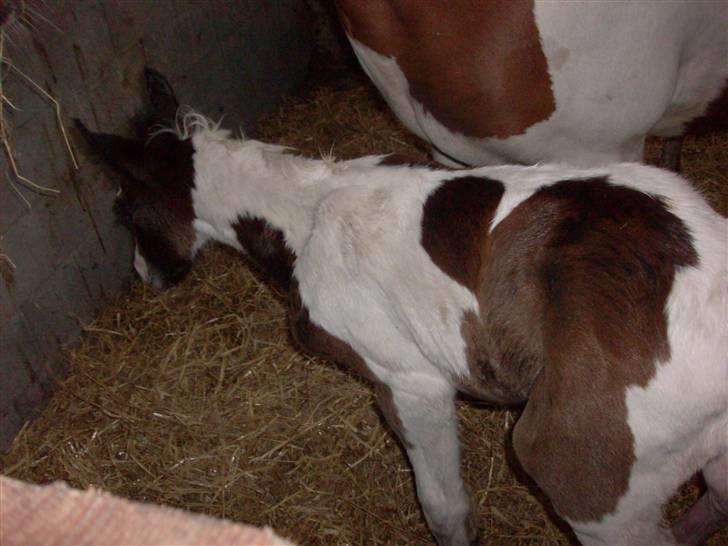 Pinto Triple Chocolate Nymark,,solgt. billede 2