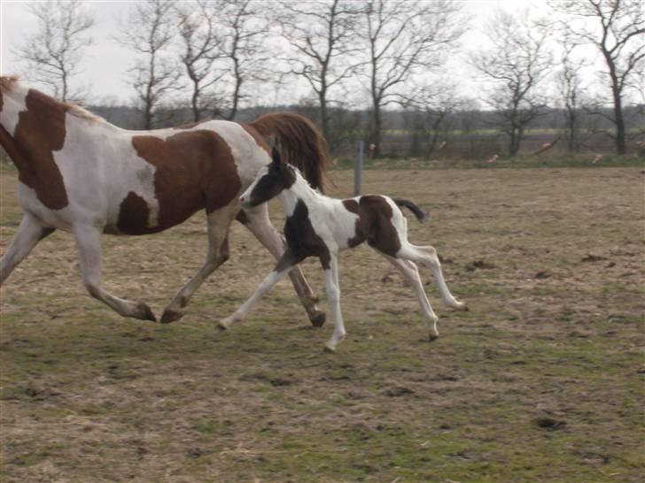 Pinto Triple Chocolate Nymark,,solgt. billede 3