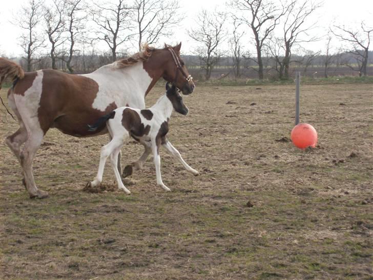 Pinto Triple Chocolate Nymark,,solgt. billede 4