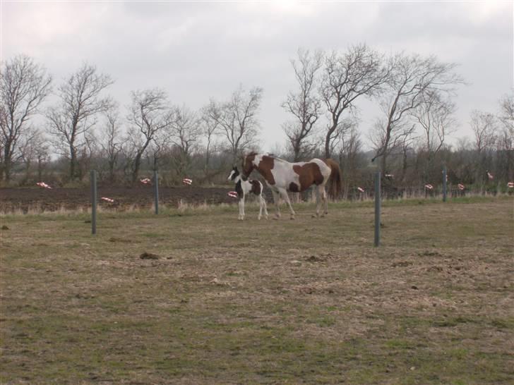 Pinto Triple Chocolate Nymark,,solgt. billede 5