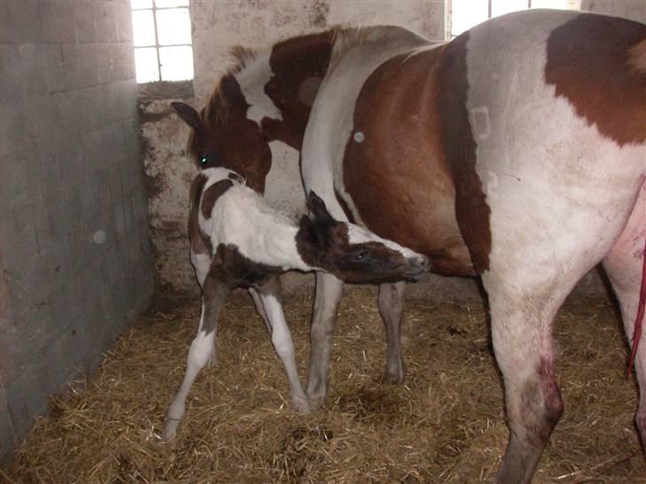 Pinto Triple Chocolate Nymark,,solgt. billede 6