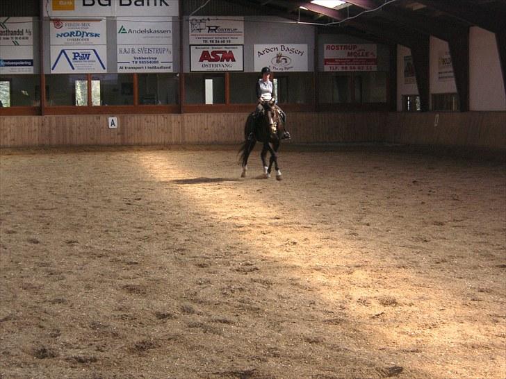 Anden særlig race Millenium Pride - Dressur <3. Foto: Kate Hammer Jakobsen.  billede 2