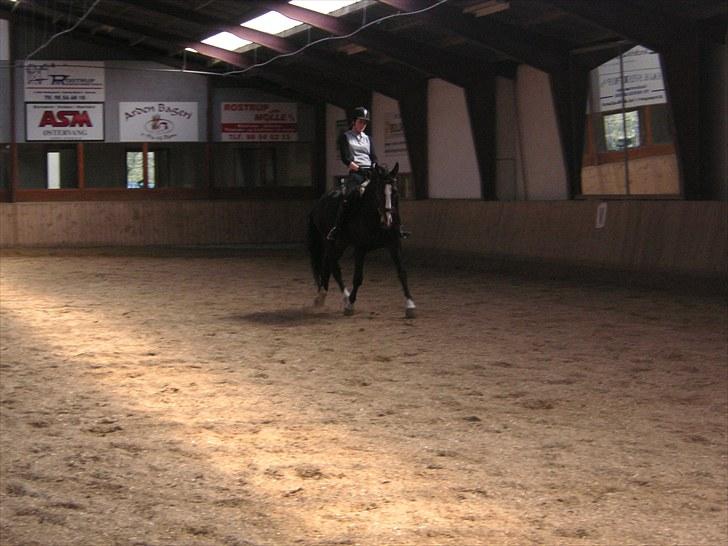 Anden særlig race Millenium Pride - Dressur <3. Foto: Kate Hammer Jakobsen.  billede 3