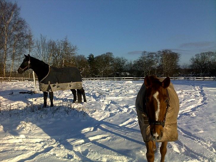 Hannoveraner Windsor D. billede 4