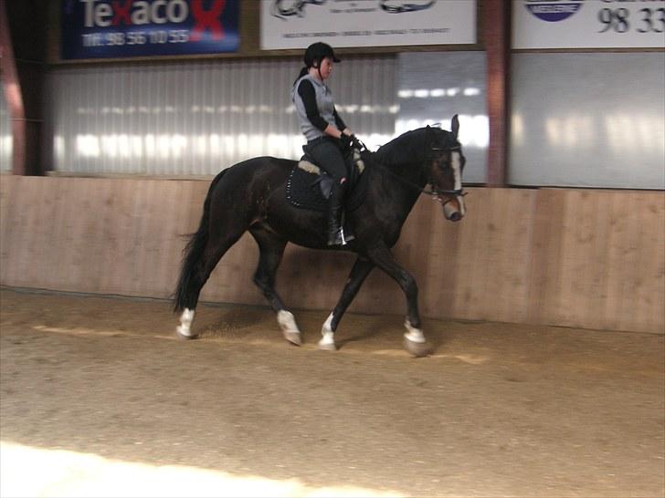 Anden særlig race Millenium Pride - Dressur <3. Foto: Kate Hammer Jakobsen.  billede 4