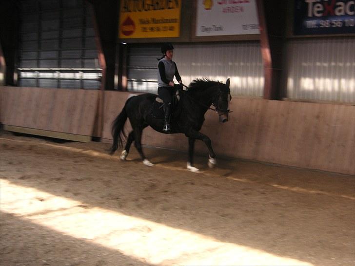 Anden særlig race Millenium Pride - Dressur/galop <3. Foto: Kate Hammer Jakobsen.  billede 5