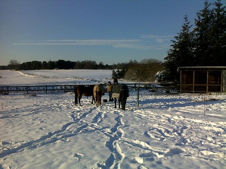 Hannoveraner Windsor D. billede 5