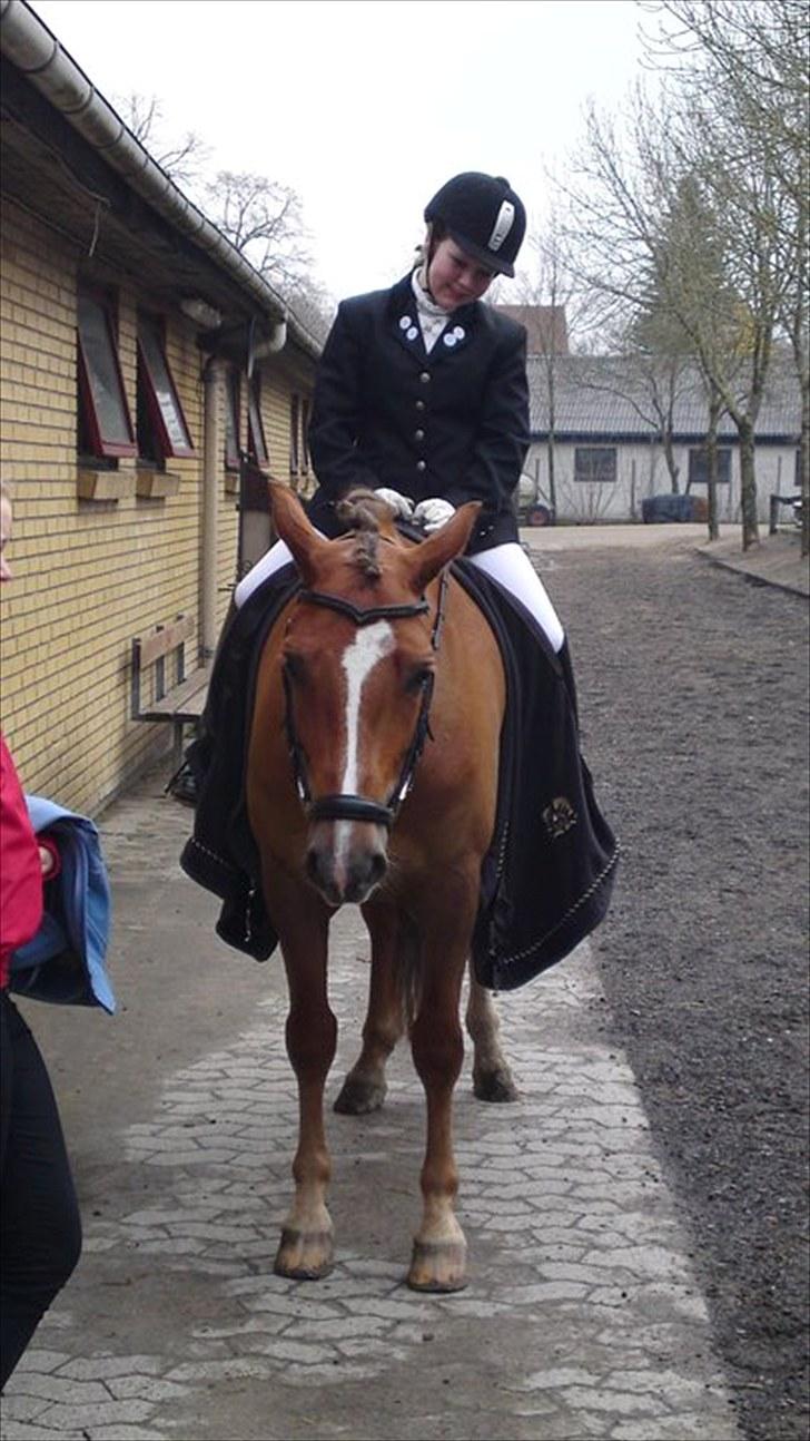 New Forest Stegstedgårds Top Marster billede 5