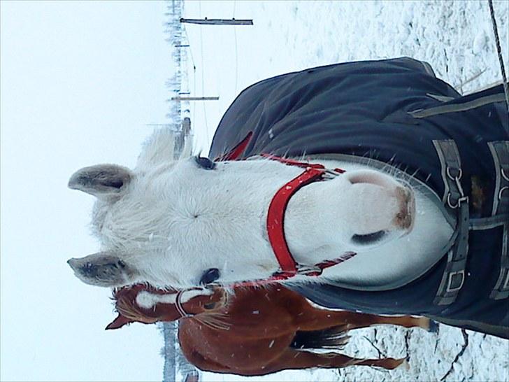 Welsh Pony (sec B) Korreborgs Henriette billede 12