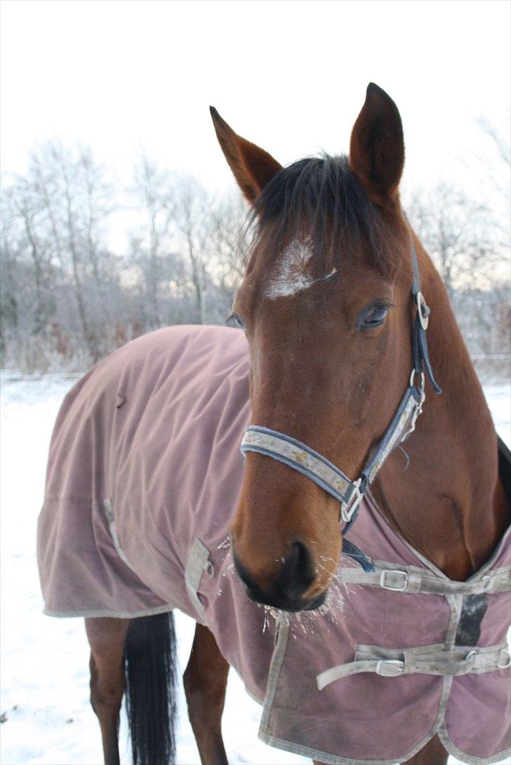 Traver Lemek Nordal - Lemek du er den bedste      (Foto// Friderikke) billede 18