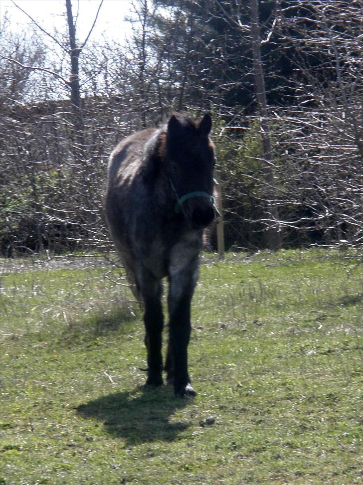 Welsh Mountain (sec A) Cerét billede 13