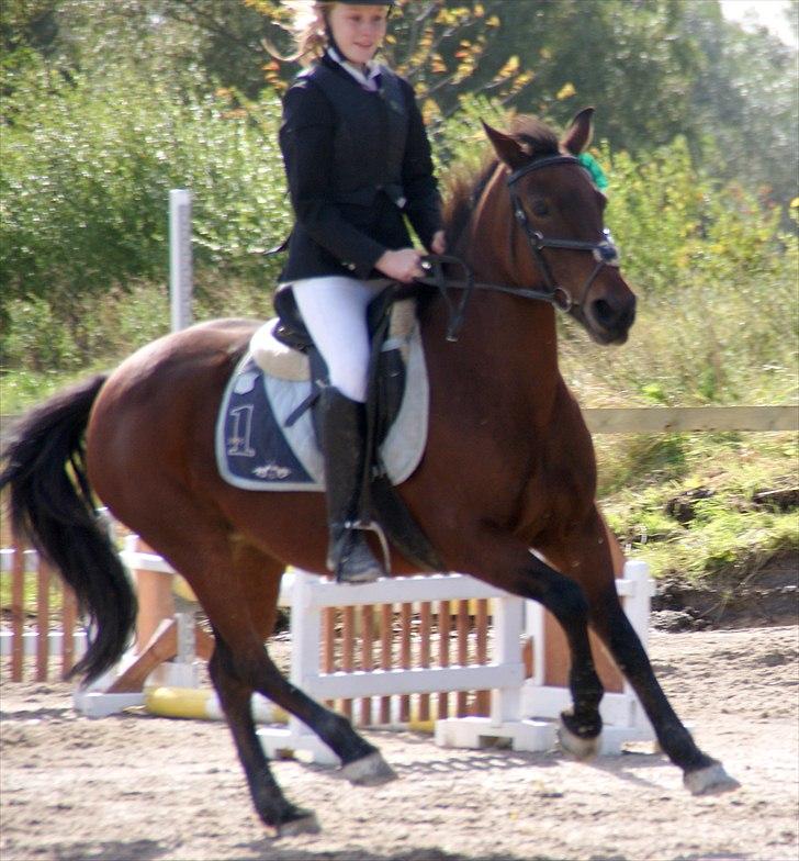 Anden særlig race Feline SOLGT - Øresundscup - 3. kvalifikationrunde. - 3. plads.  billede 7