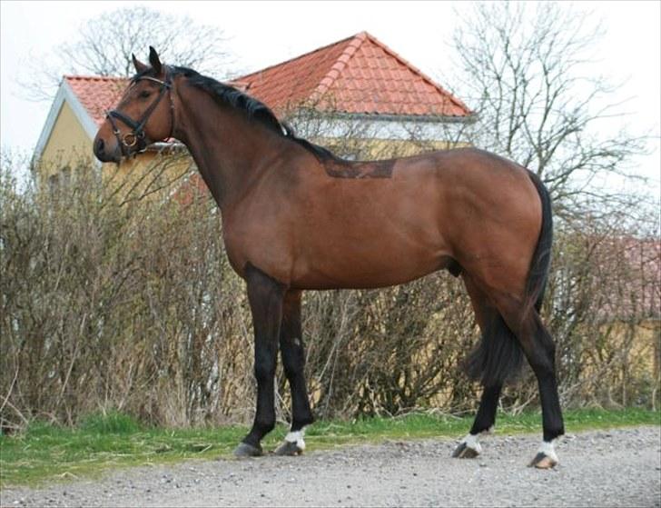 Dansk Varmblod Carsan Frej billede 7