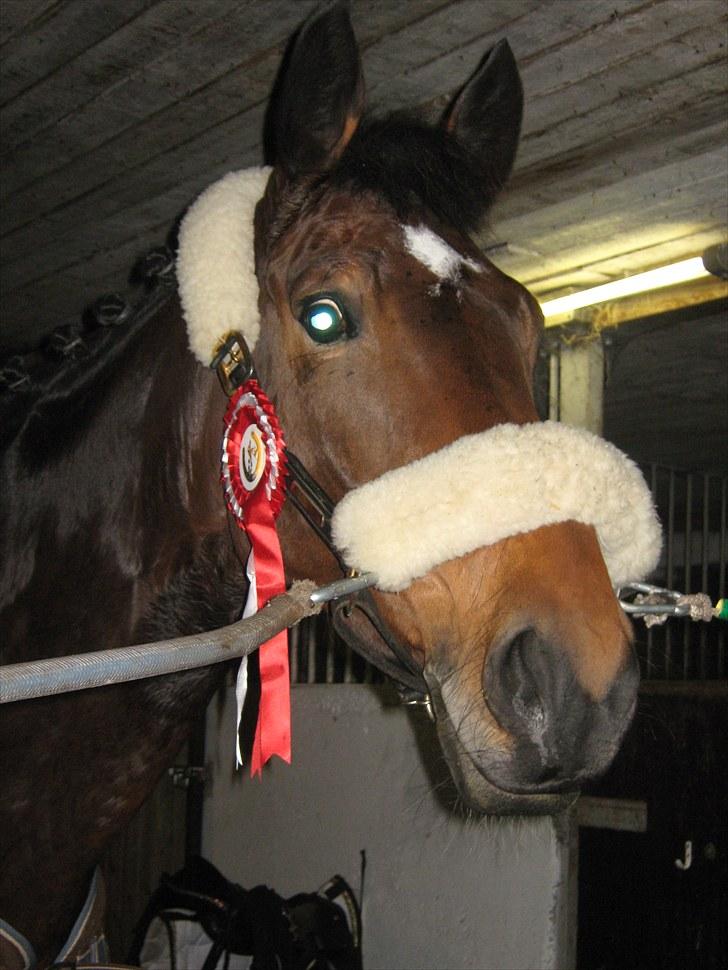Dansk Varmblod Grevens Lotus - Efter stævne i Djurslands Rideklub d. 14. november 2009. Førsteplads i LB2 med 65%. Vores første stævne sammen. billede 2