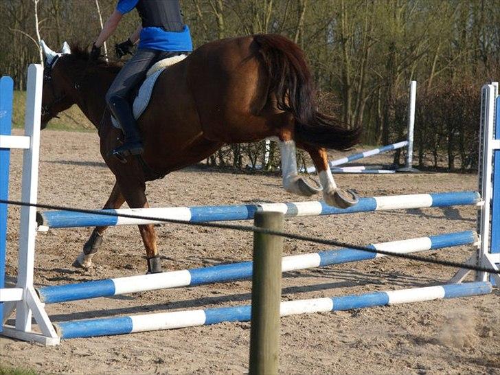 Hollandsk Varmblod Chanel - træning 19. April 2011 billede 3