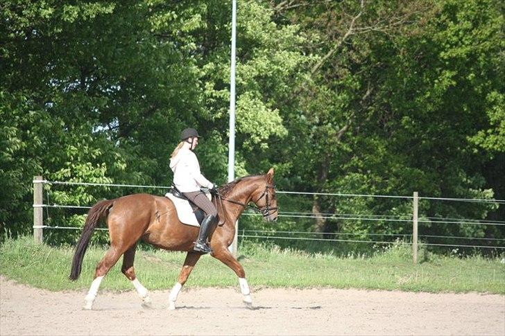 Hollandsk Varmblod Chanel - lyserød dag :) 23 Maj 2011. foto: Mathilde  billede 4