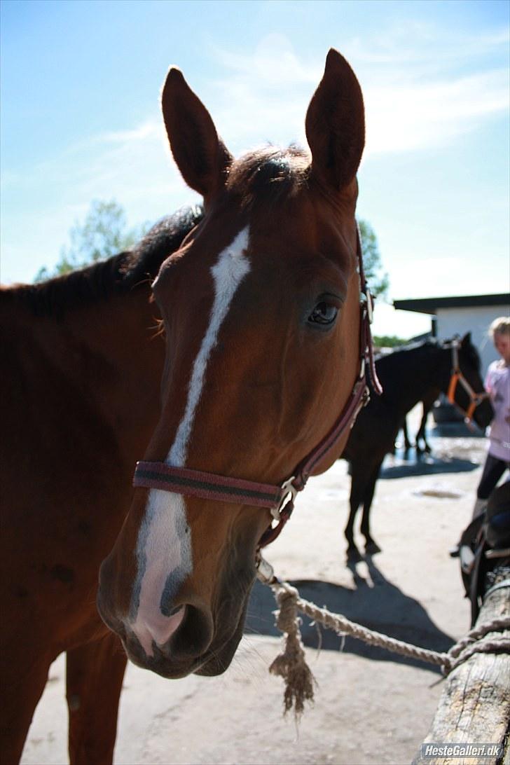 Hollandsk Varmblod Chanel - smukke Chanel ligen inden vi skal strigle 2010 billede 5