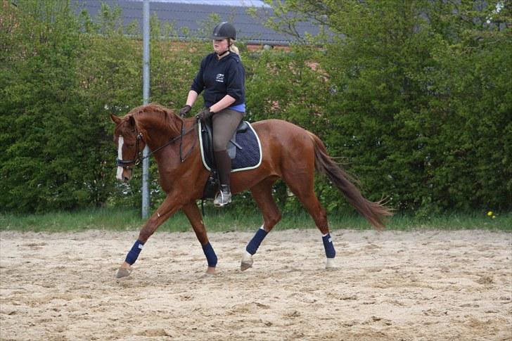 Dansk Varmblod Kanoir<3 - 14.05.2010 Kalle´s 4 års fødselsdag  billede 12