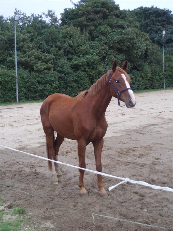 Dansk Varmblod Kanoir<3 - 14.05.2009  - Hans 3 års fødselsdag.  billede 20