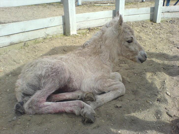 Fjordhest Nairobi billede 2