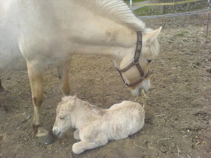 Fjordhest Nairobi billede 3