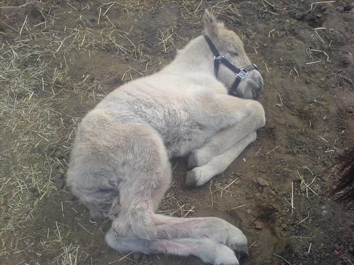 Fjordhest Nairobi billede 5