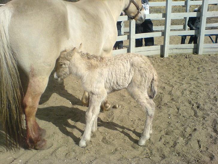 Fjordhest Nairobi billede 6