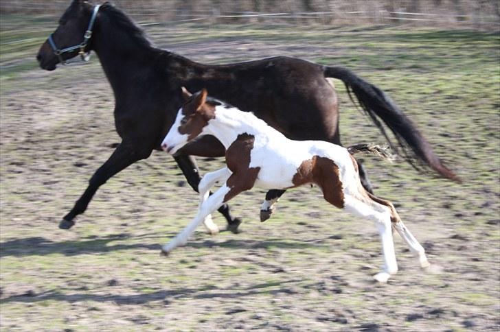 Pinto Lassen's Indiana SOLGT - 2 uger billede 19