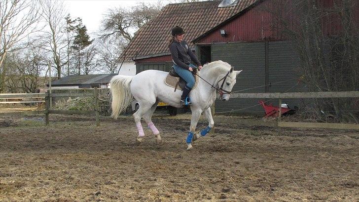 Dansk Varmblod Volstrups cousteau - Dressur talent! ;ii <3 billede 15