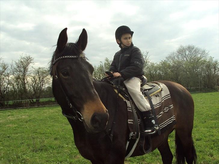 Dansk Varmblod Anita mors hest  - Gider du skruppe af mor ...vi kan altså godt selv  billede 3