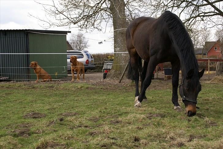 Dansk Varmblod Anita mors hest  - Nu må hun snart komme og trække os på den store fold , ellers får jeg sgu jord mellem tænderne  billede 4