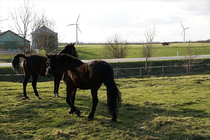Dansk Varmblod Anita mors hest  - se lige der over , AT de gider  billede 5