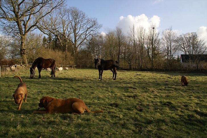 Dansk Varmblod Anita mors hest  - skulle jeg nuppe Pluto s pind ?? billede 6