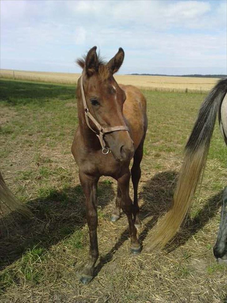 Anden særlig race SG Dusty Dakota billede 5