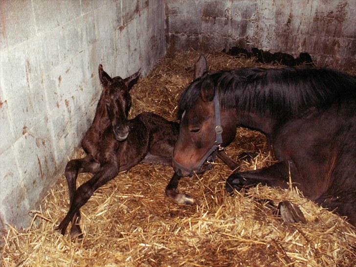 Anden særlig race SG Dusty Dakota - Lige efter han var kommet til verden :)  billede 6