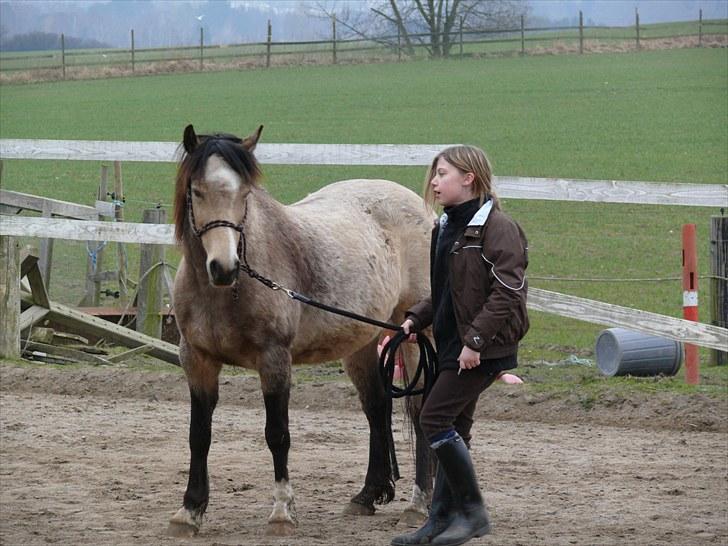 Welsh Pony (sec B) Fanny<3 Tidl part :'(! - mig og fanny<3 billede 10
