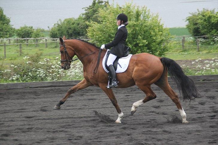 Dansk Varmblod Pentagon K. - 4) Middeltrav :-) billede 4