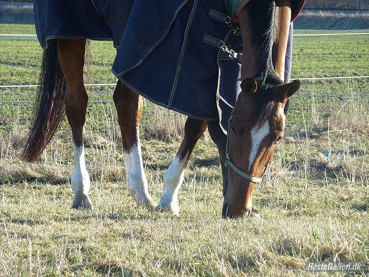 Dansk Varmblod Pentagon K. - 5) <3 billede 5