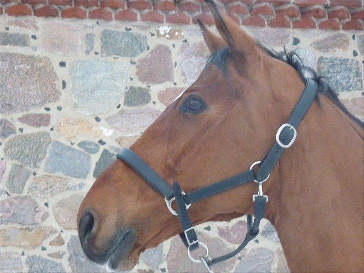 Dansk Varmblod Pentagon K. - 7) <3!! billede 7