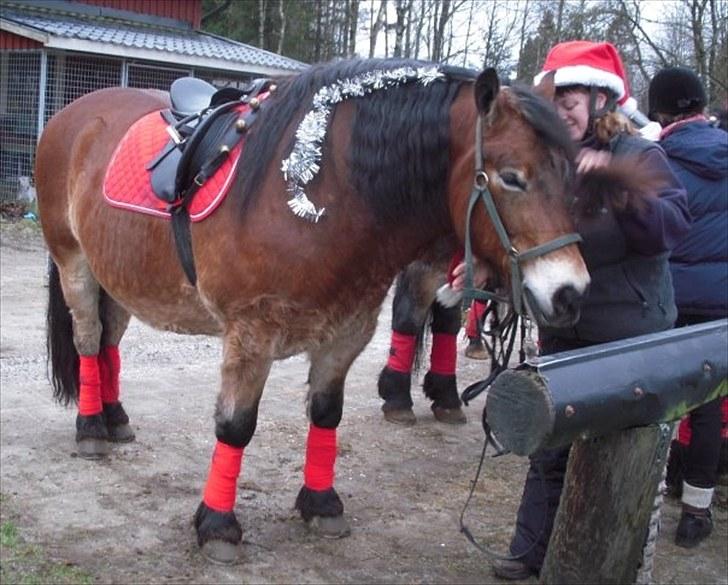 Nordsvensk Skovhest Lukas billede 18